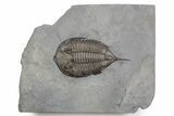 Dalmanites Trilobite Fossil - New York #357143-1